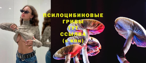 гашик Алексин